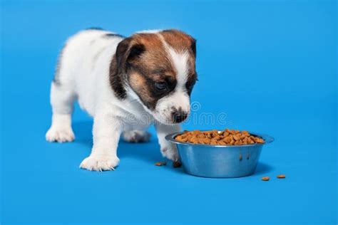Puppy Eats Dog Food From A Bowl Stock Image Image Of Purebred Animal