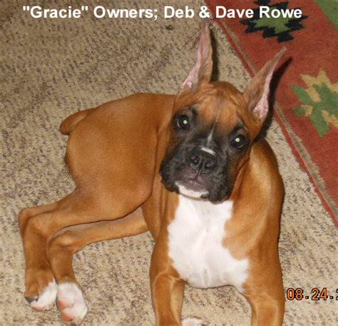 Legislation to prohibit tail docking and/or dewclaw removal often has language similar to the following in the justification for the bill. THE CROPPING-DOCKING DEBATE | TheDogPlace.org ShowPlace