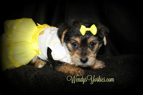 We have super tiny teacup puppies available now. Female Teacup Yorkie Puppies For Sale in TX | Wendys Yorkies