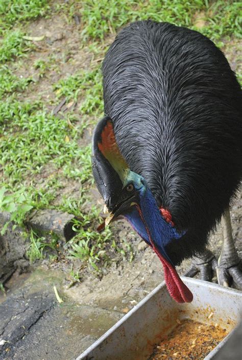 It is located adjacent to the perdana lake gardens of kuala lumpur. Kuala Lumpur Bird Park, Malaysia | Kuala lumpur, Park ...