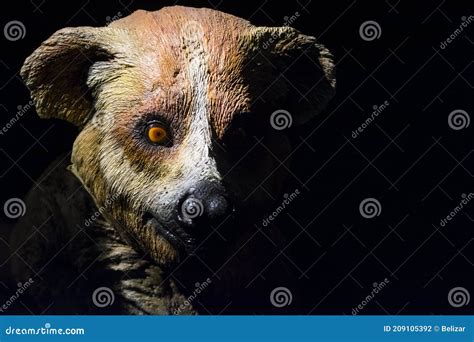 Portrait Of A Giant Lemur The Extinct Lemur Species Stock Photo Image