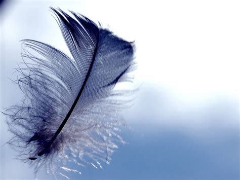 Beautiful Wallpapers For Desktop Feather Wallpapers Hd