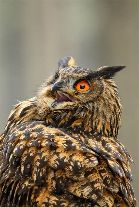 Eurasian Eagle Owl Bubo Bub Stock Photo Image Of Animals Sweden