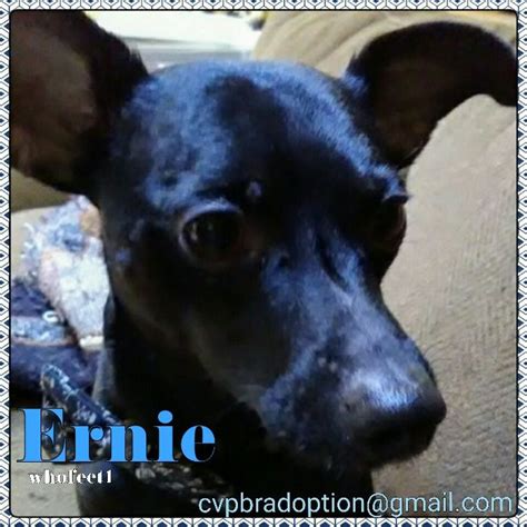 Find a small pet to adopt near you. Miniature Pinscher dog for Adoption in Waterloo, IA. ADN ...