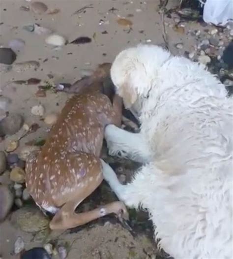 At dog the love, we selected hundreds of dogs that are waiting for a forever home across the states. Amazing moment dog sees baby deer drowning in storm and ...