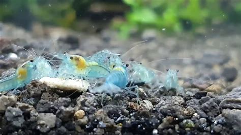 Blue Jelly Neocaridina Shrimp YouTube