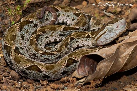 Mar 11, 2016 · gaboon viper (bitis gabonica). Rules of the Jungle: Lancehead Viper North America
