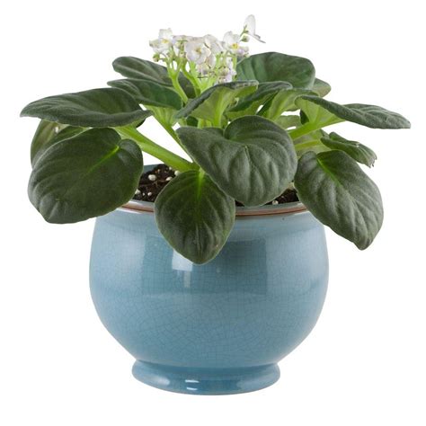 This aqua globes is a handmade product, giving each particular product their characteristic shape but each product is kind of unique. Central Garden and Pet 6.25 in. Aqua Ceramic Crackle Self Watering Planter-100512429 - The Home ...