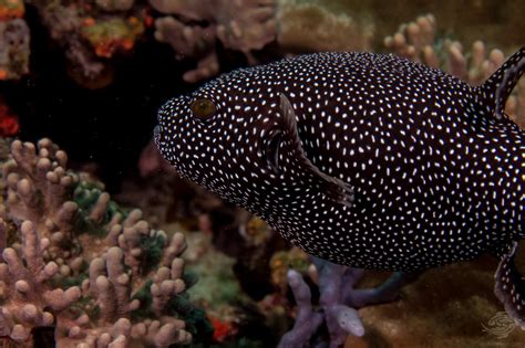 Guineafowl Pufferfish Facts And Photographs Seaunseen