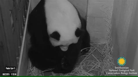 2 Giant Panda Cubs Born At National Zoo Cnn Video