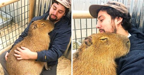 17 Photos Proving That One Capybara Is Sweeter Than 100 Puppies Combined