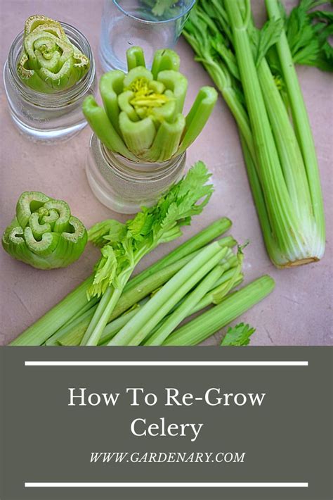 How To Regrow Celery Gardenary Regrow Celery Growing Celery