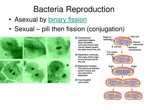 Diagram Streptococcal Bacteria Reproduction Diagram Mydiagramonline