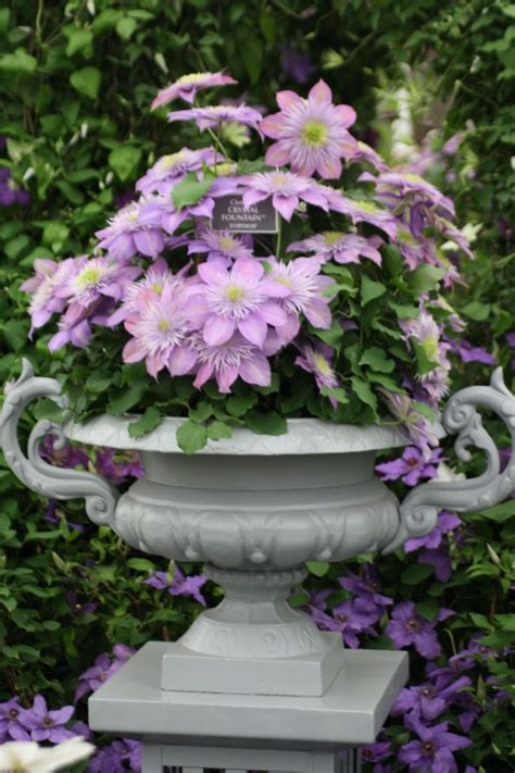 Full of helpful advice and planting combinations, the book is a must for any enthusiast. he recommends the best clematis for particular situations such as containers, mixed borders, patios, deck gardens, hanging baskets and balconies, and goes on to. Raymond Evison clematis - Clematis Crystal Fountain ...