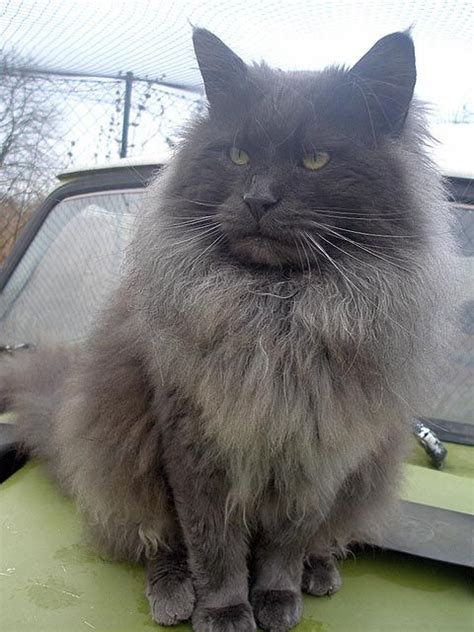 When we refer to the smoke color in a maine coon cat, we're actually referring to the silver undercoat that is seen on a solid color. Maine Coon Personality Traits | Maine coon, Maine coon ...