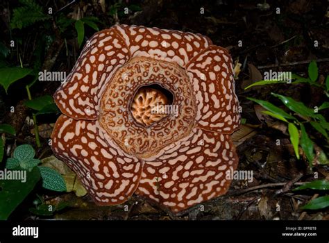 Rafflesia In Flower Rafflesia Pricei Tambunan Forest Reserve Sabah