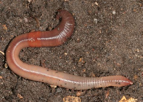 Earthworm Crassiclitellata Terrimegadrili
