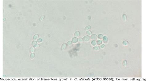 Figure 1 From Pseudohyphae Formation In Candida Glabrata Due To Co2