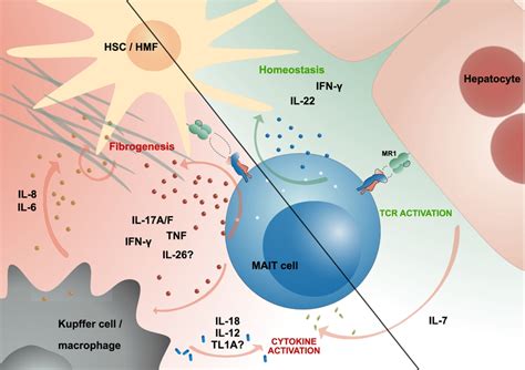 Mait Cells Fibrogenic Potential And Their Role In Liver Homeostasis Download Scientific