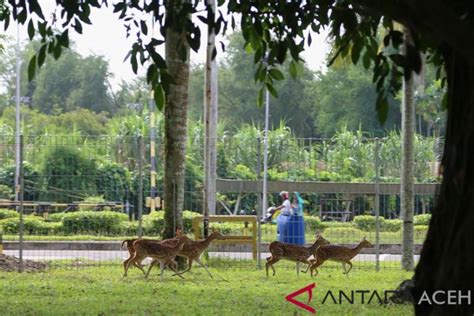 Ketika anda dalam situasi membutuhkan bantuan orang lain, namun hal ini terjadi di lingkungan formal seperti lembaga pendidikan. Surat Permohonan Permintaan Hewan Rusa - Surat Permohonan ...