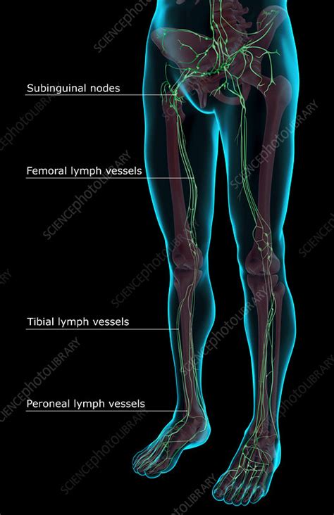The Lymph Supply Of The Lower Body Stock Image F0014466 Science