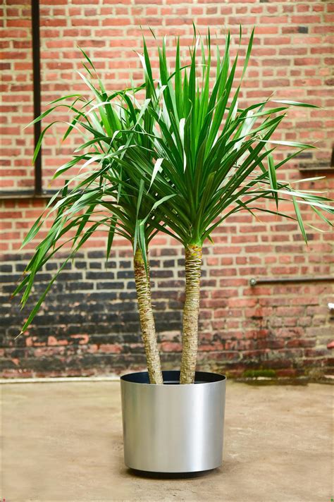 Dracaena Arborea Palm A Thick Perfect Trunk With Rich Green Leaves