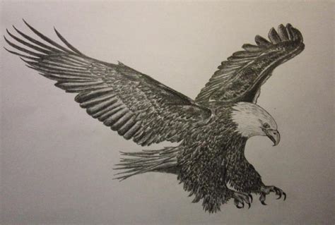 Eagle . Birds. Drawings. Pictures. Drawings ideas for kids. Easy and
