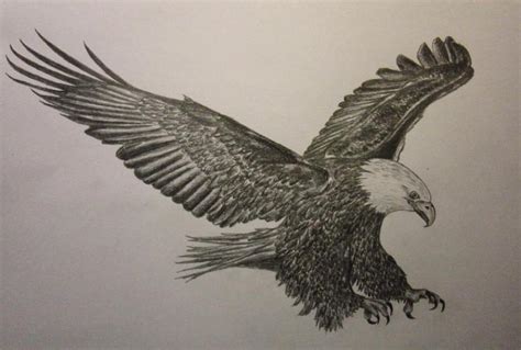 Parrot Pencil Drawing