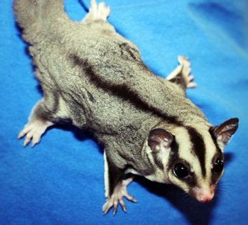 Baby sugar glider for sale, sugar glider will be ready to go in 8 weeks, approximately february 20th. GeorgiaSugargliders | Pets for sale, Sugar glider, Sugar ...