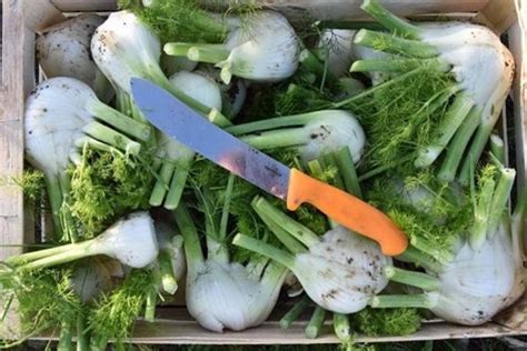 Vegetable Harvesting Knives