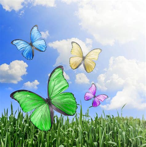 Flying Butterflies In A Meadow Stock Photo Image Of Outdoor Meadow