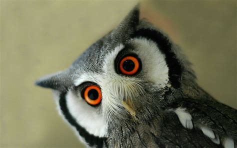 Wallpaper Birds Animals Wildlife Bird Of Prey Owl Beak Hibou