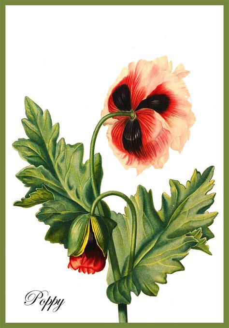 Printable Cards with Drawings of Flowers – Free Printable Greeting Cards