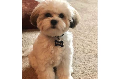 22 Cute Shih Poo Haircut Ideas All The Different Types And Styles