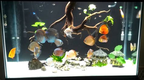 My New 150 Gallons Discus Tank Youtube