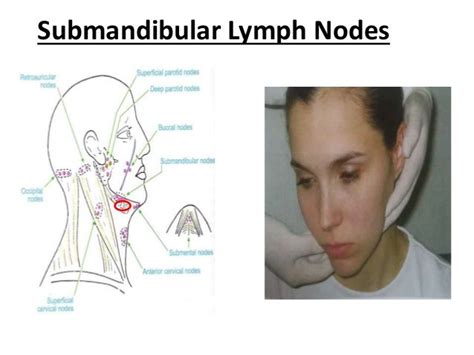 Submandibular Lymph Nodes Lymph Nodes Face Lymphatic Drainage
