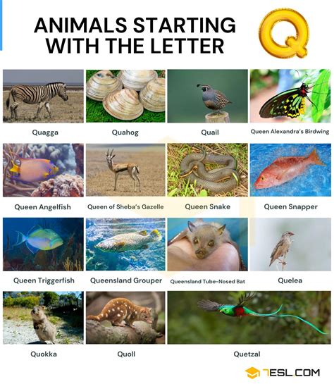 61 Animals that Start with Q in English • 7ESL
