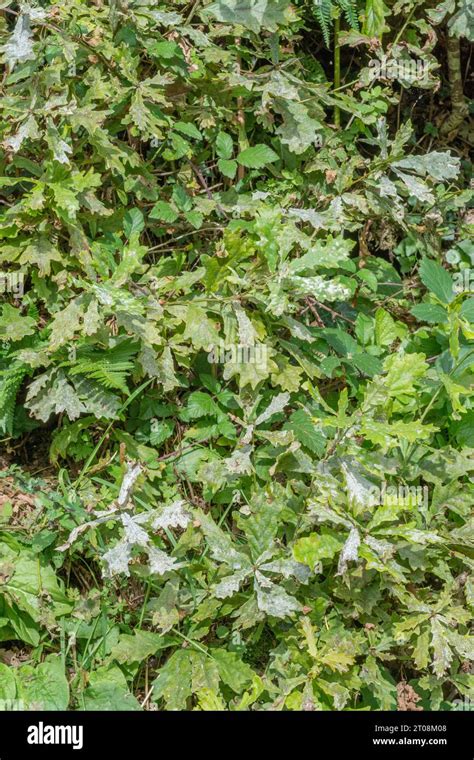 Oak Leaves With Powdery Mildew Fungus Leaf Pathogen Possibly