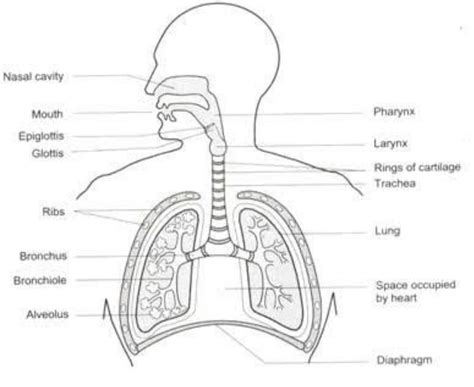 Label Diagram Of Respiratory System Vrogue Co