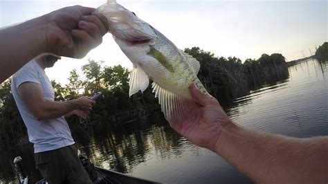 I've been guiding on beautiful cedar creek lake for the past 25 years. BASS FISHING on Cedar Creek lake. HUGE CRAPPIE! - YouTube
