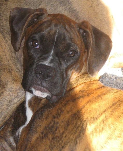 Just down the street from montverde academy preparatory school. Rover's Retreat - Pet Sitting - 536 Simpson Rd, Trafford ...