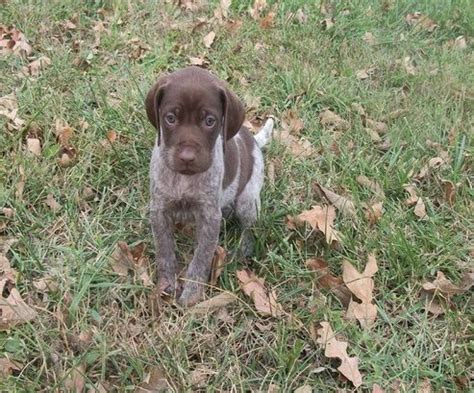 The german shorthaired pointer is actively adventurous. German Shorthaired Pointer For Sale in Centreville, VA