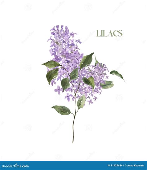 Watercolor Lilacs Illustration Hand Painted Lilac Flower With Green