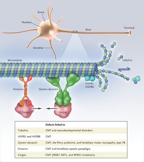 Microtubules Axonal Transport And Neuropathy Nejm