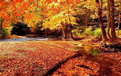 Autumn Free Wallpapers Wallpaper Cave
