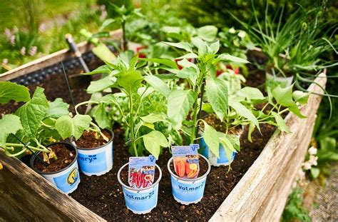 Nicht nur das hochbeet, auch die. 10 Tipps für ein langlebiges Hochbeet anlegen | Pflanzen ...