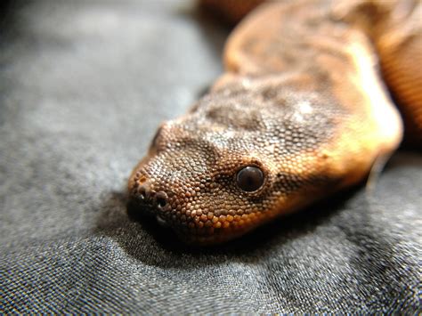 Elephant Trunk Snakes - The Herpetoculture Network