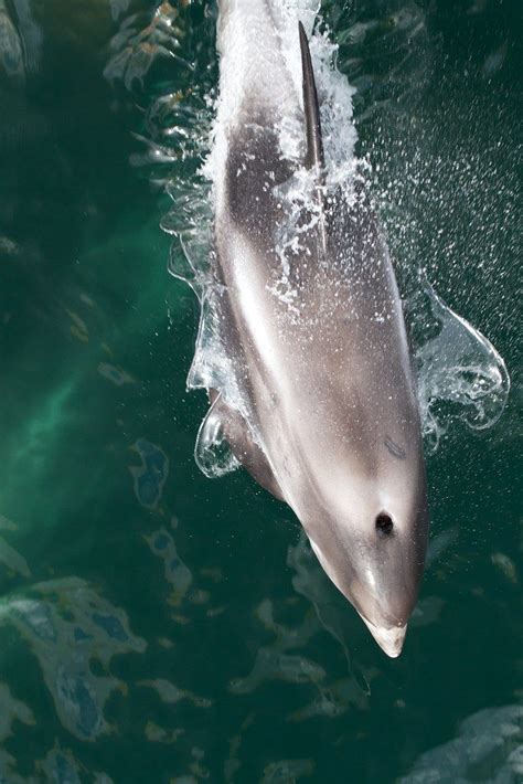 White Beaked Dolphin Scotlink