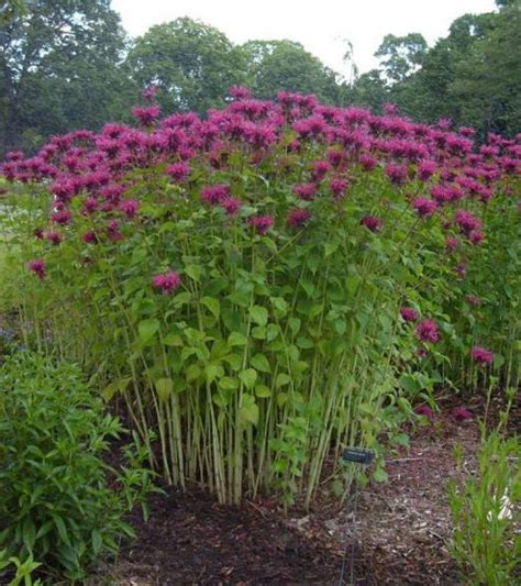 Bee Balm Umass Amherst Greenhouse Crops And Floriculture Program