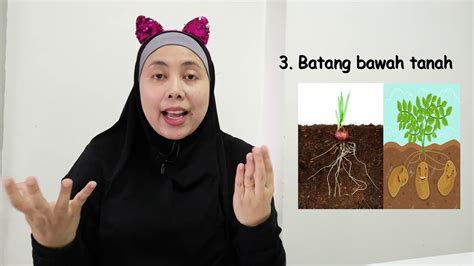 Daun tumbuhan ini mengandungi banyak nutrien yang berkhasiat yang penting semasa pembiakan. SAINS TAHUN3 : Pembiakan tumbuhan Part 1 - YouTube